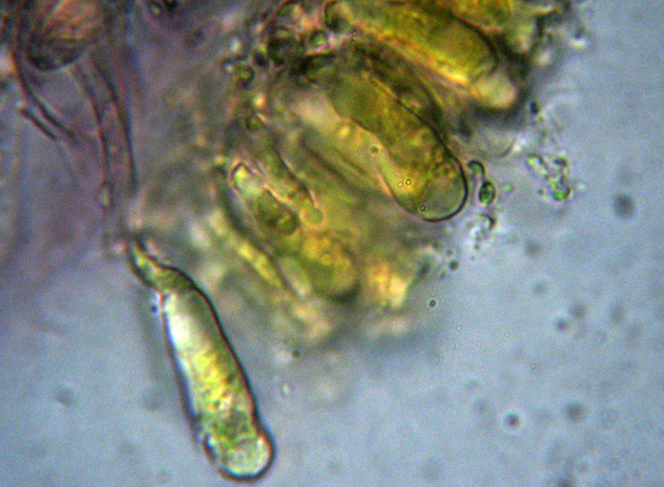 Mycena dal lungo gambo con micro delle spore